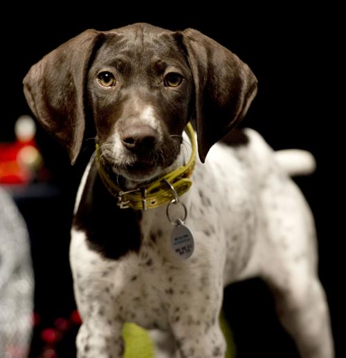 2019 Little Yellow Dog Paige