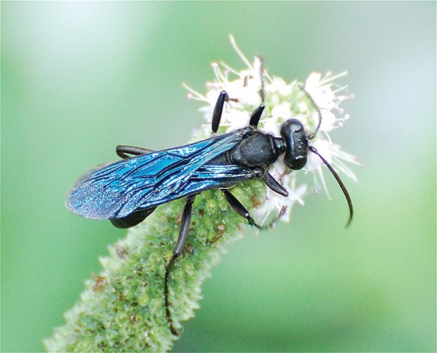 Great blacks Nature’s biggest wasp