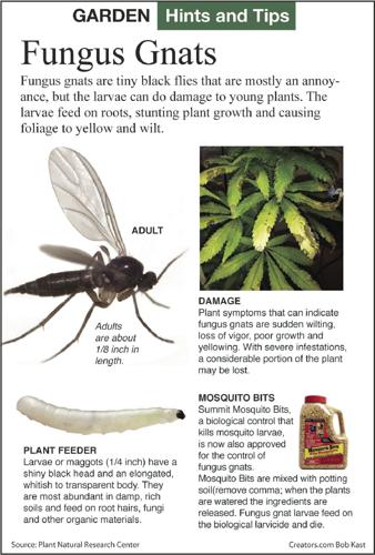 Manage fungus gnats with soil drench insecticide
