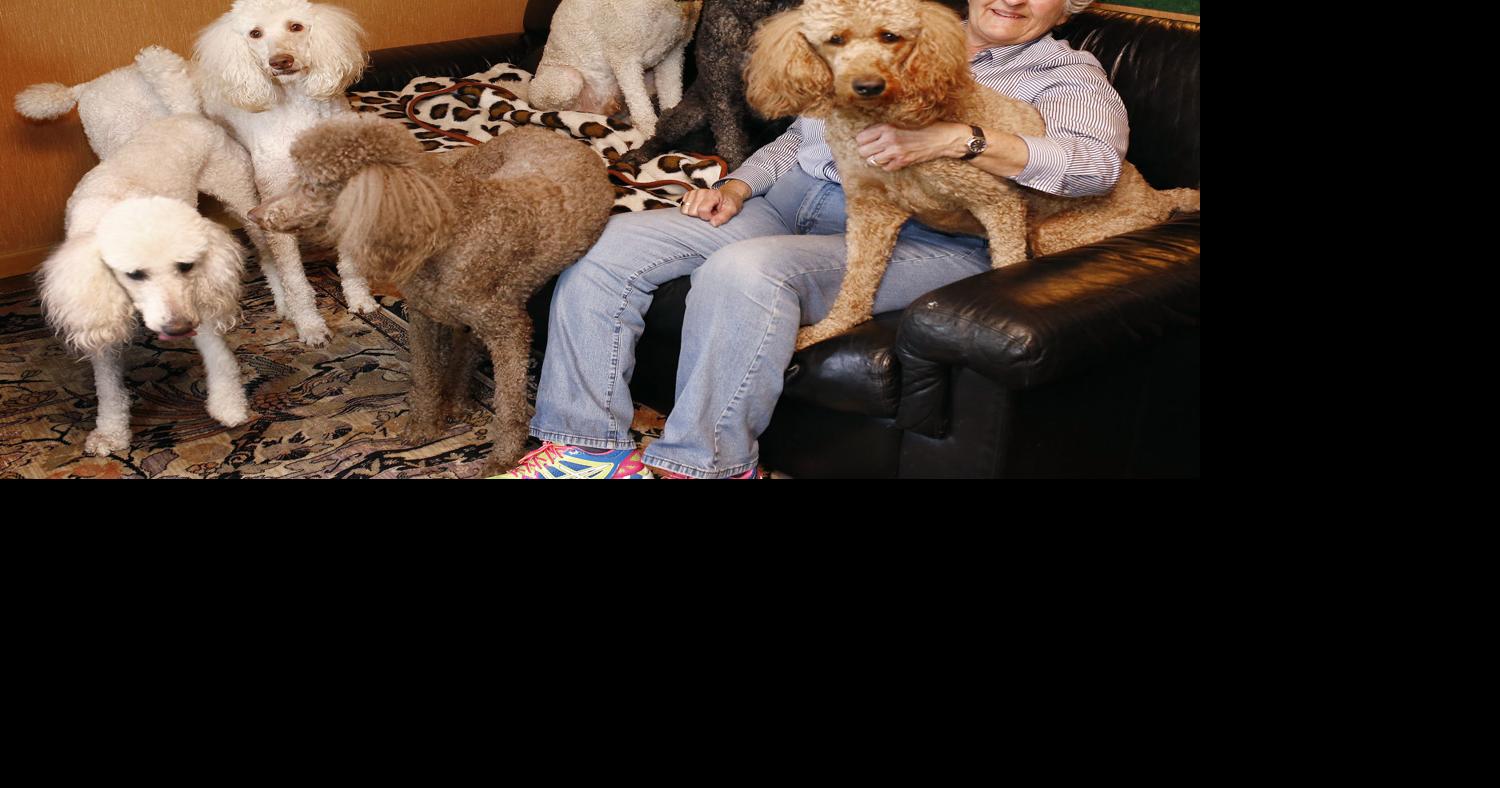 6 poodles and parrot make a full house for Sioux City woman