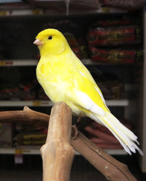 Types of birds outlet at petsmart