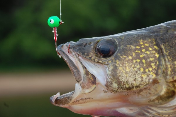 MYHRE: Color in lures is more than just color