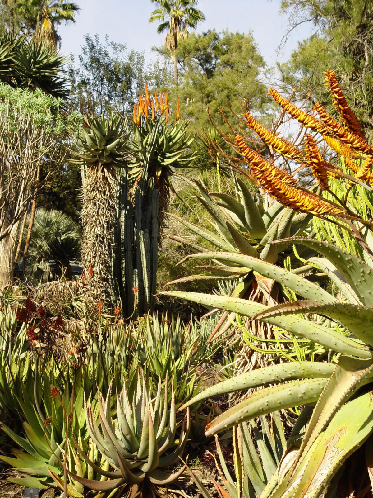 Aloe Vera Plant Diseases Yardsmart How to prevent aloe plant disease Siouxland Aloe Vera Plant Diseases Yardsmart How to prevent aloe plant disease Siouxland