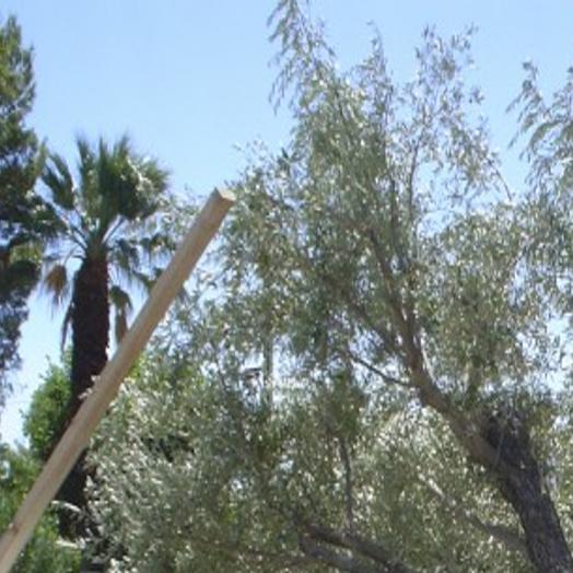 2000 Years Old Olive Tree The Garden Of Gethsemane Jerusalem