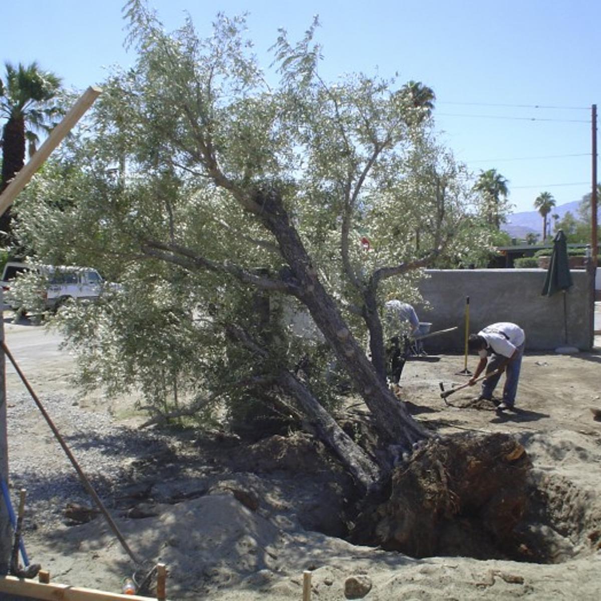 The Ancient Art Of Transplanting Olive Trees Home And Garden