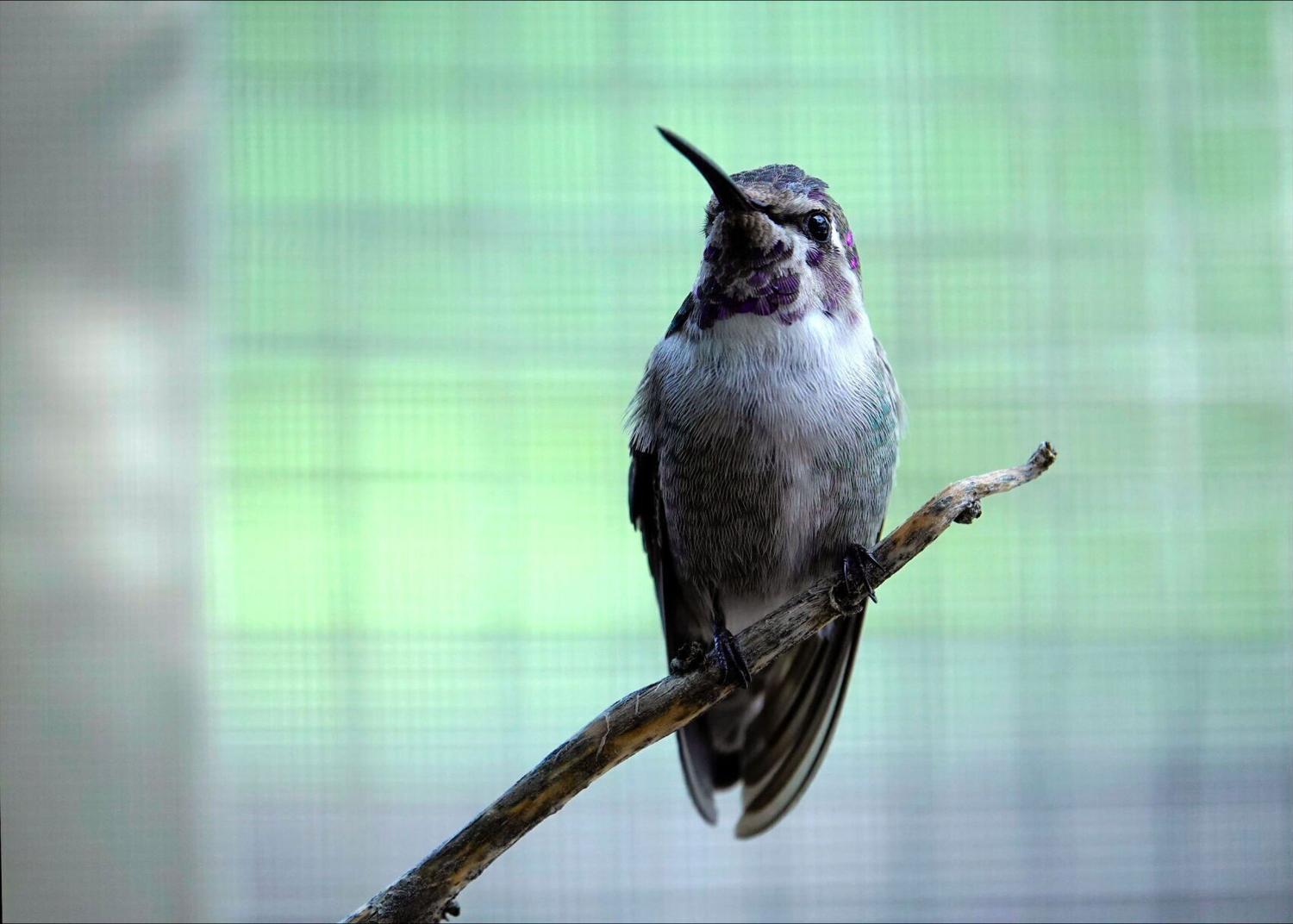 Costa's hummingbird set free in Tucson after rescue, road trip from Nebraska