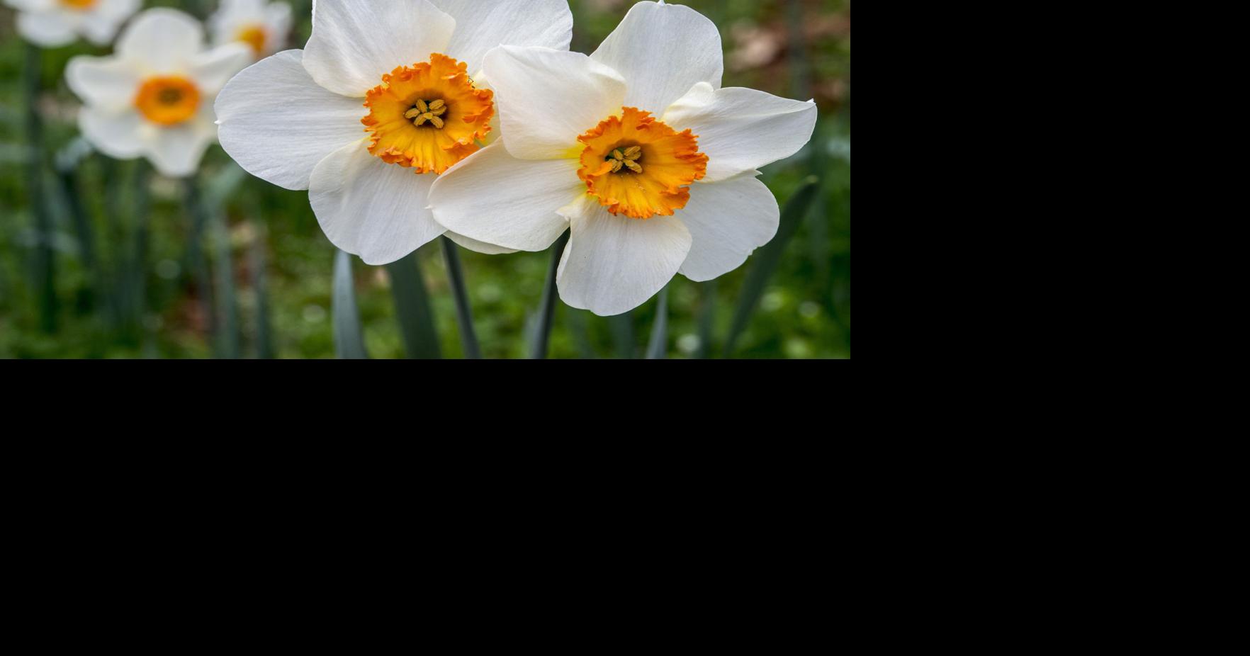 Get bulbs chilling, planted for cheery spring flowers