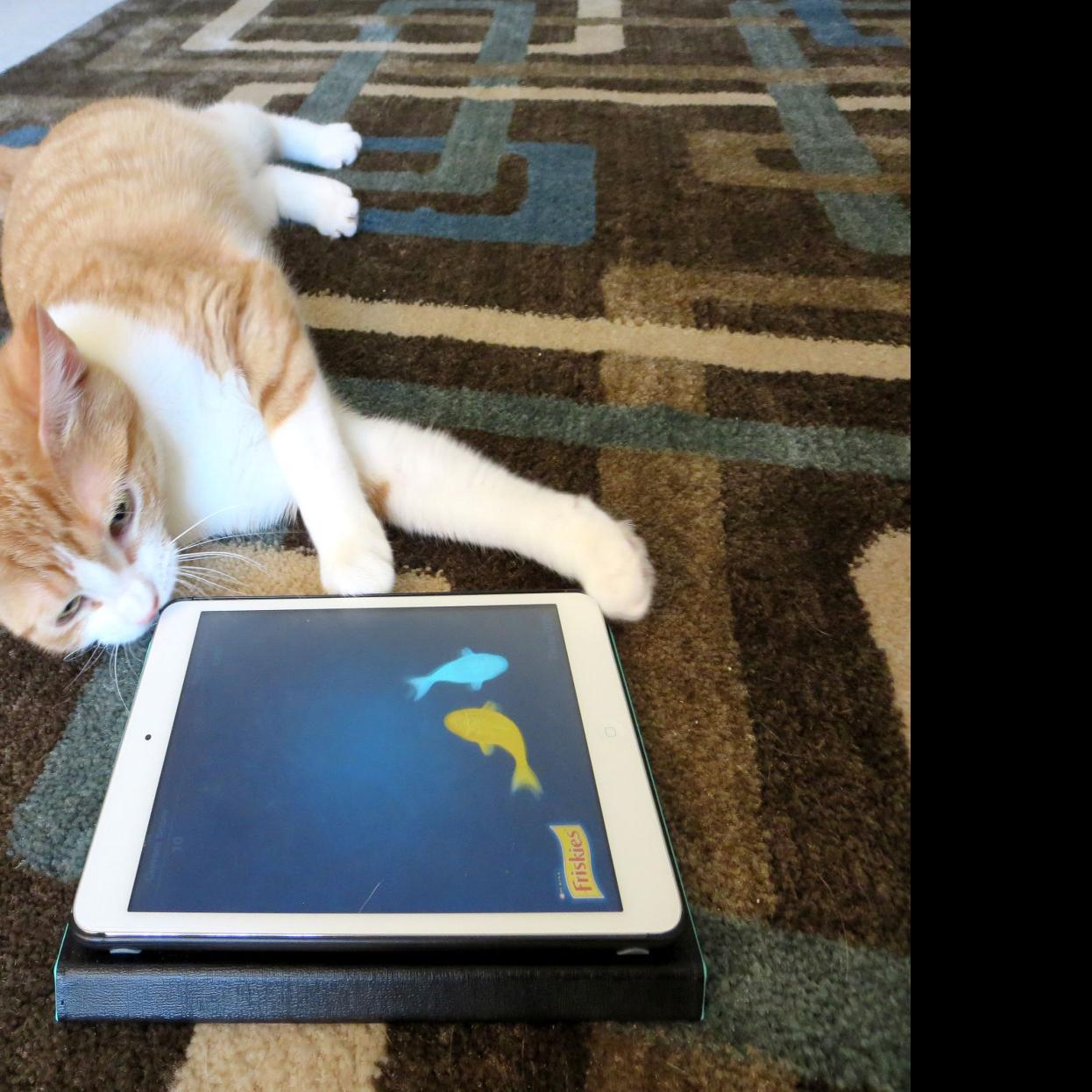 Tablets For Tabbies Apps Geared Toward Cats Are A Hit Kuester