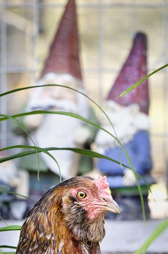 Backyard Chickens