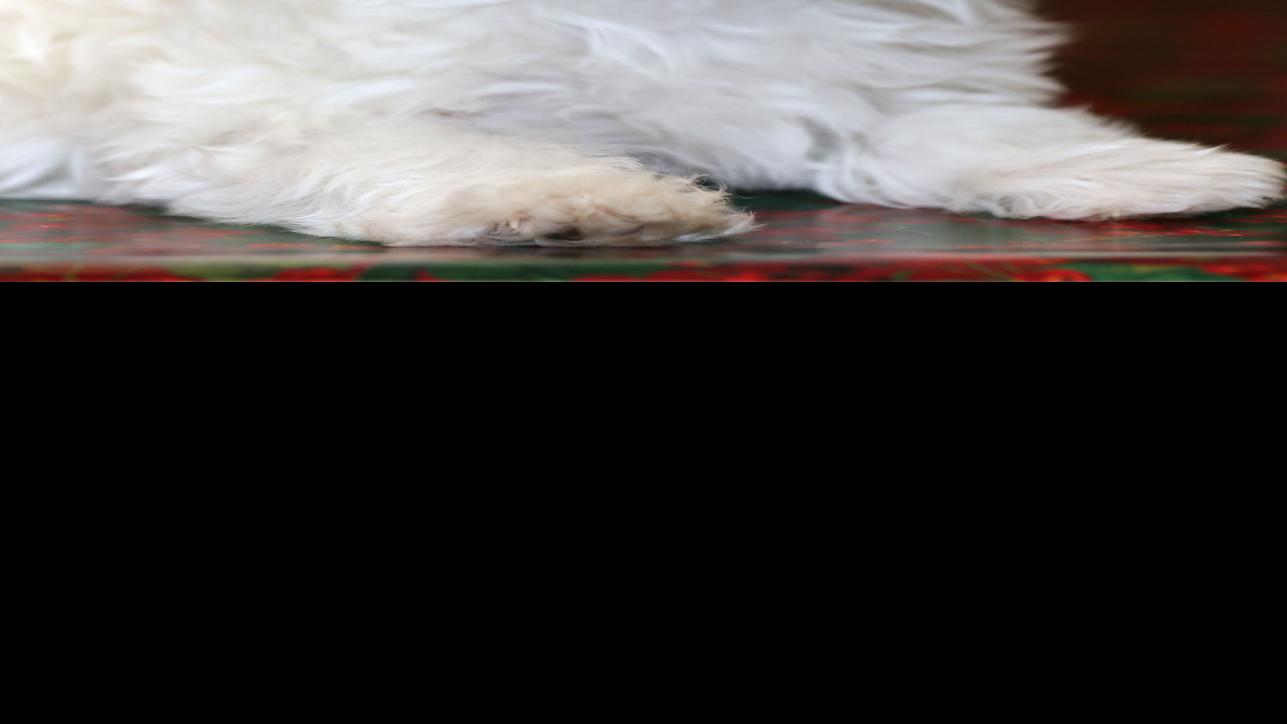Snowy White Aspen Is 2016 S Little Yellow Dog Mr Goodfellow Charities Siouxcityjournal Com