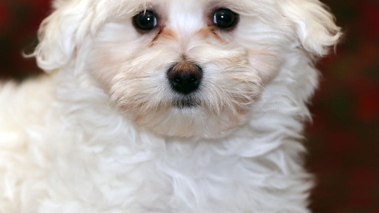 Snowy White Aspen Is 2016 S Little Yellow Dog Mr Goodfellow Charities Siouxcityjournal Com