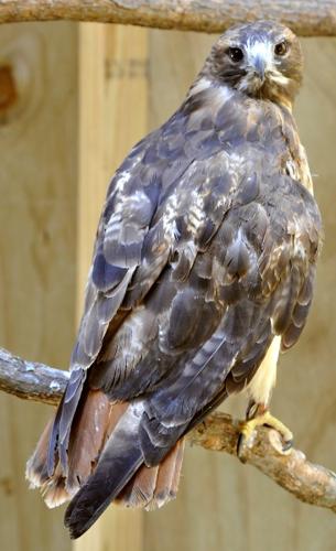 Dorothy Pecaut Nature Center raptor enclosure