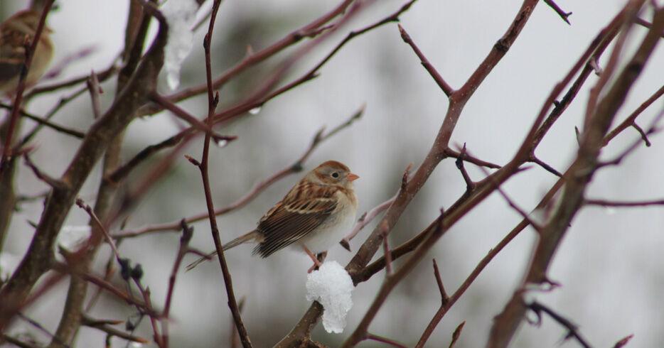 Join the Great Backyard Bird Count at a Virginia State Park