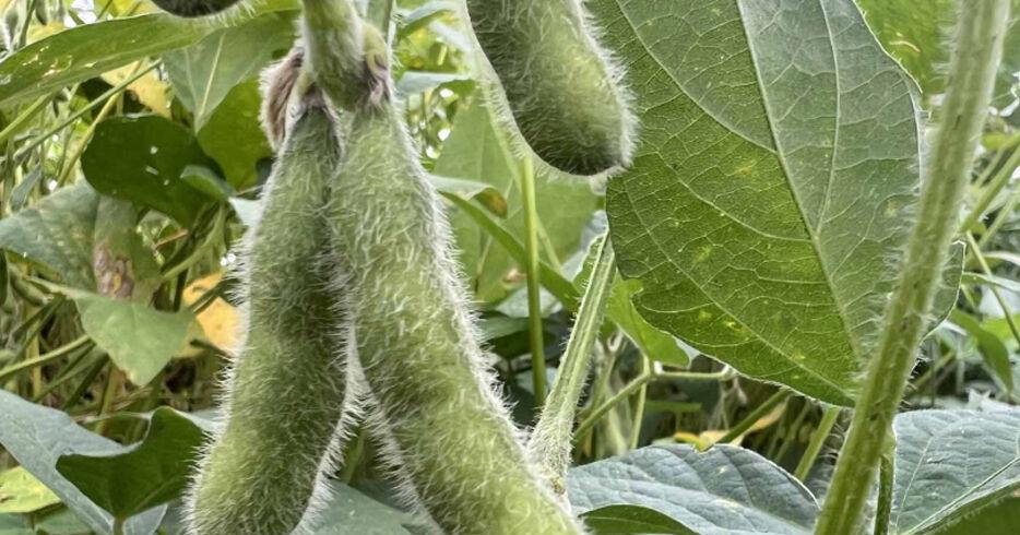 USDA announces assistance for row crop farmers