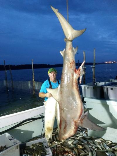 Waterman Accidentally Catches 310 Pound Bull Shark In Chesapeake Bay Breaking Somdnews Com