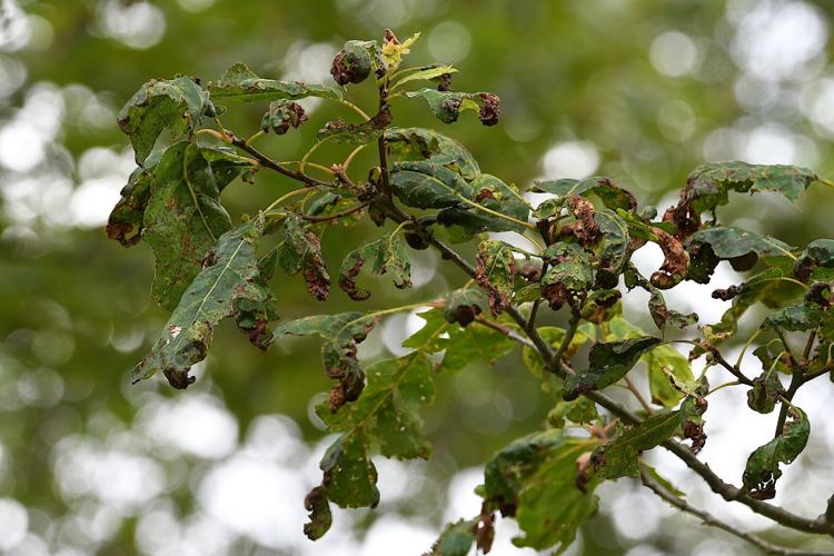Oaks are dying at record rates across Chesapeake region