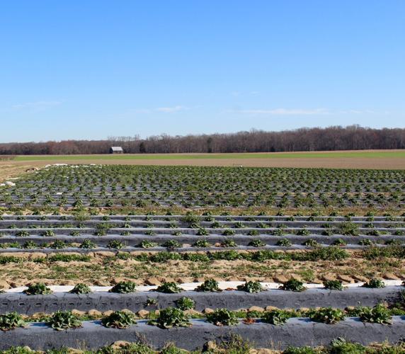 The faces of farming Swann Farms Spotlight