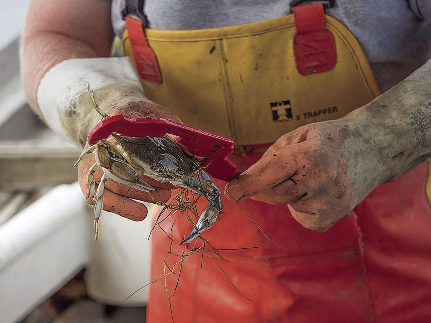 Survey yields mixed verdict on blue crab stock | State | somdnews.com