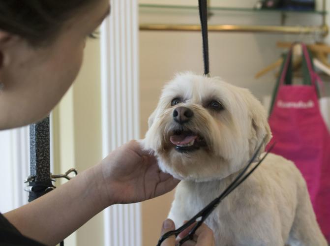 Two Sisters Dog Salon provides grooming services
