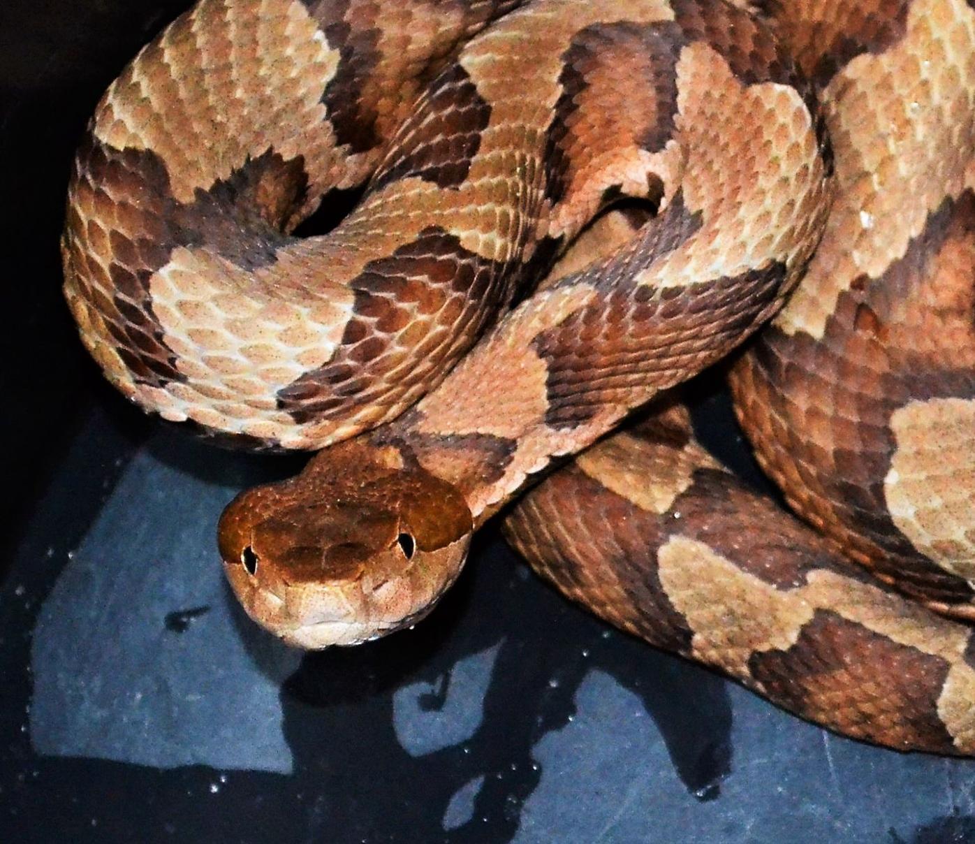 No Need To Be Ssssscared Of The Copperhead Local News Somdnews Com