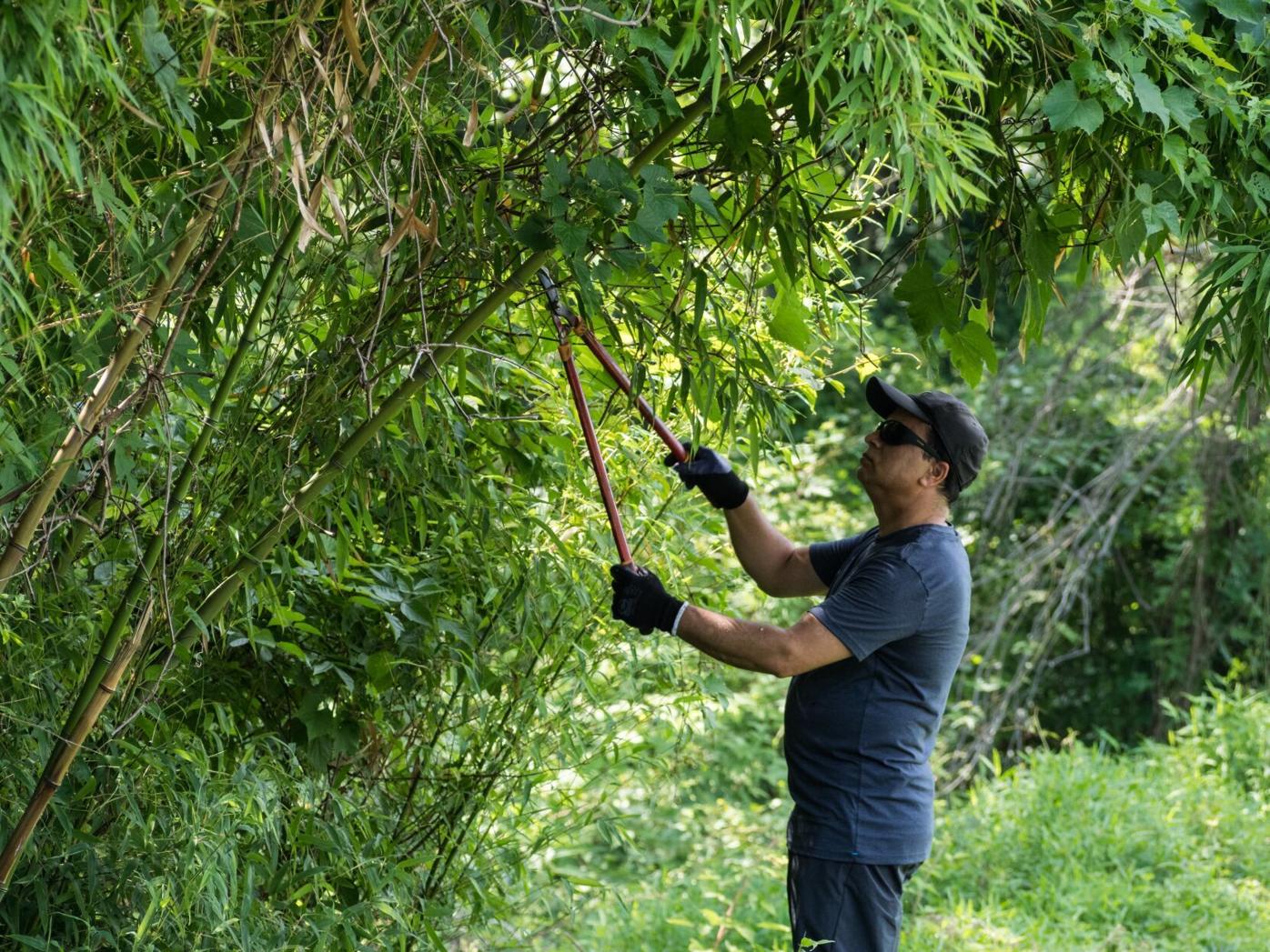 Maryland lawmakers propose choking off invasive running bamboo | State |  somdnews.com