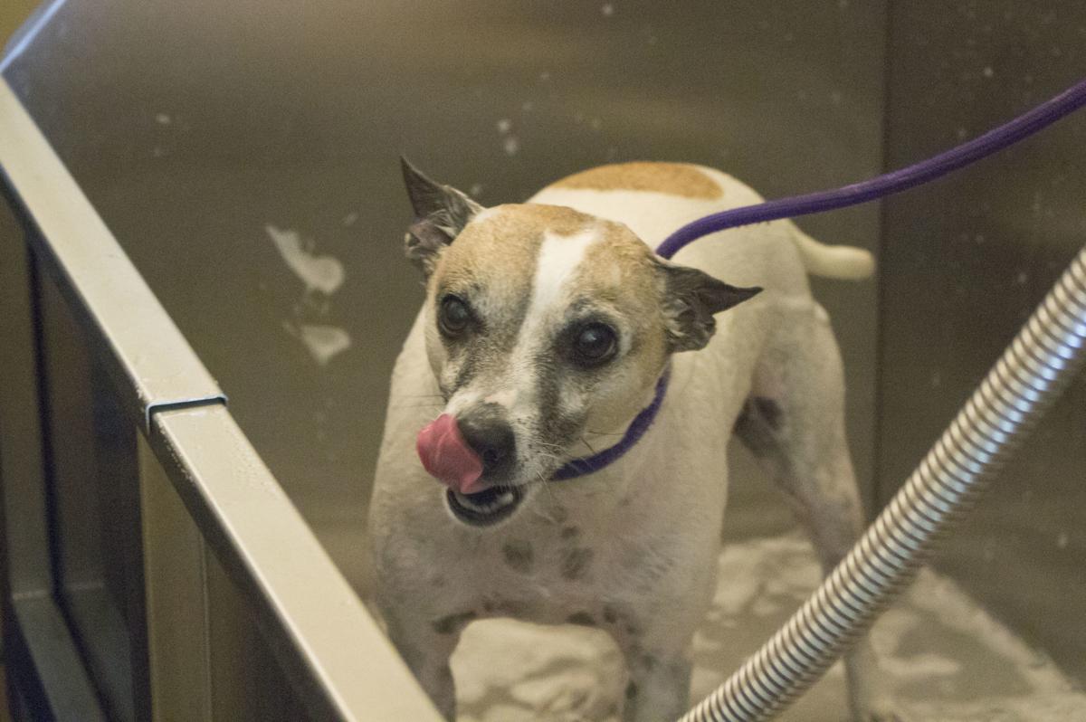 Bark Of The Town Pet Grooming Spa Opens In La Plata Spotlight