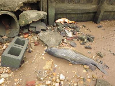 Dead Catfish Found Washed Up From Breton Bay Local News Somdnews Com