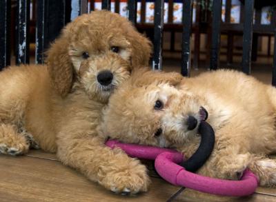 Judge Upholds Maryland Ban On Pet Stores Sale Of Cats Dogs