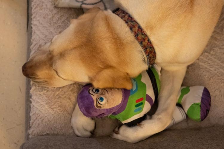 Healing with a wag and a nuzzle, meet the dogs brightening hospital days,  in photos | Nation | somdnews.com