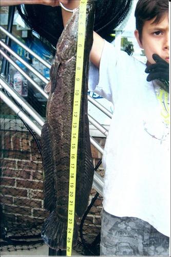 Boy finds snakehead in Lusby | News | somdnews.com Boy finds snakehead in Lusby | News | somdnews.com