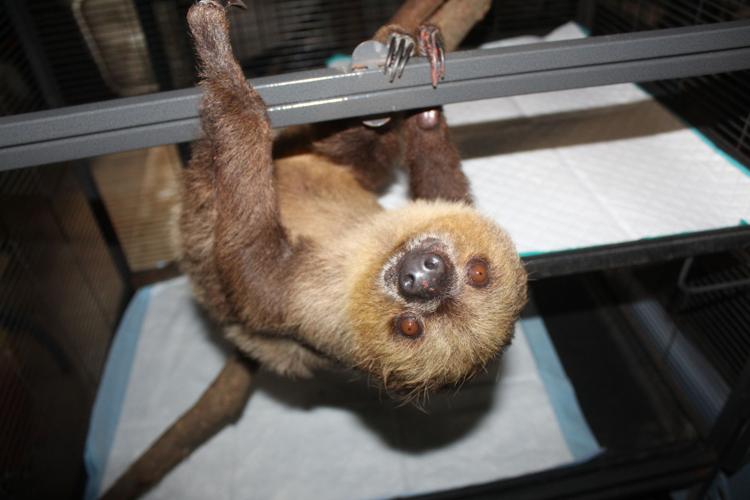 A pair of sloths are among the latest furry residents to arrive at