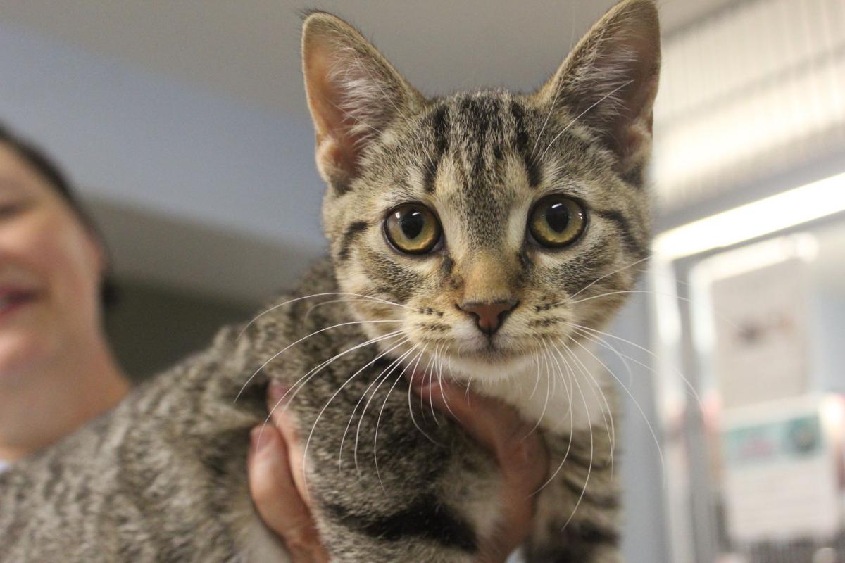 Kittens flooding Charles County animal rescue shelters Spotlight