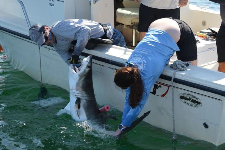 Researchers catch sharks off NY's Hamptons, attach trackers to toothy ...