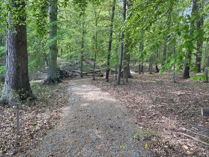swann farm easement closing forest Large.jpeg