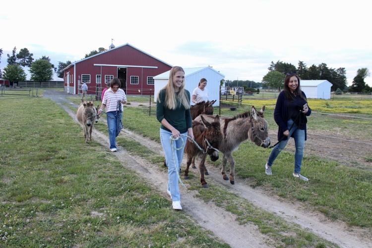 donkeys - group.JPG