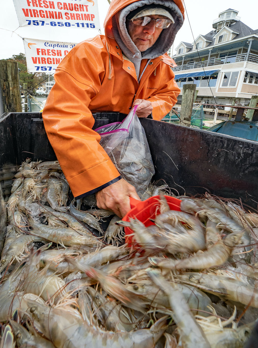 Warm temperatures move more shrimp into Chesapeake waters