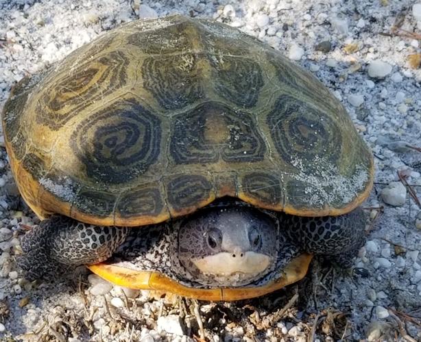 Terapent Shell Terrapin program receives shell of a grant | Local News | somdnews.com