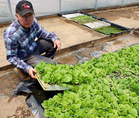can you grow tobacco in maryland Some tobacco holdouts keep plugging along in Southern Maryland | Local