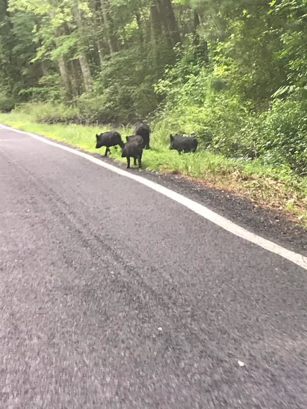 Feral swine reported around Chapman State Park Local News