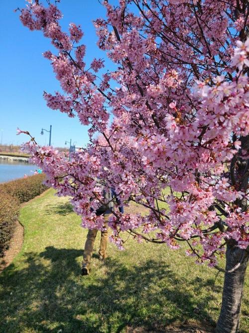 Cherry blossoms in full bloom at National Harbor