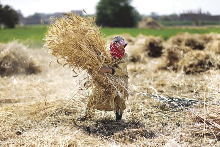 Higher prices for wheat and fertilizer straining farmers ...