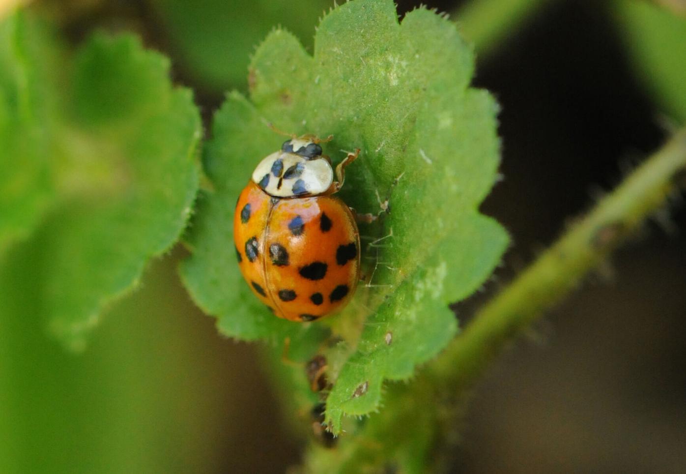 Lady Bug, Asian Lady Beetle Control By Alabama Pest Control Experts
