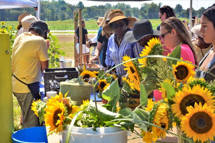 Attendance Blooms At First Sunflower Festival Local News Somdnews Com