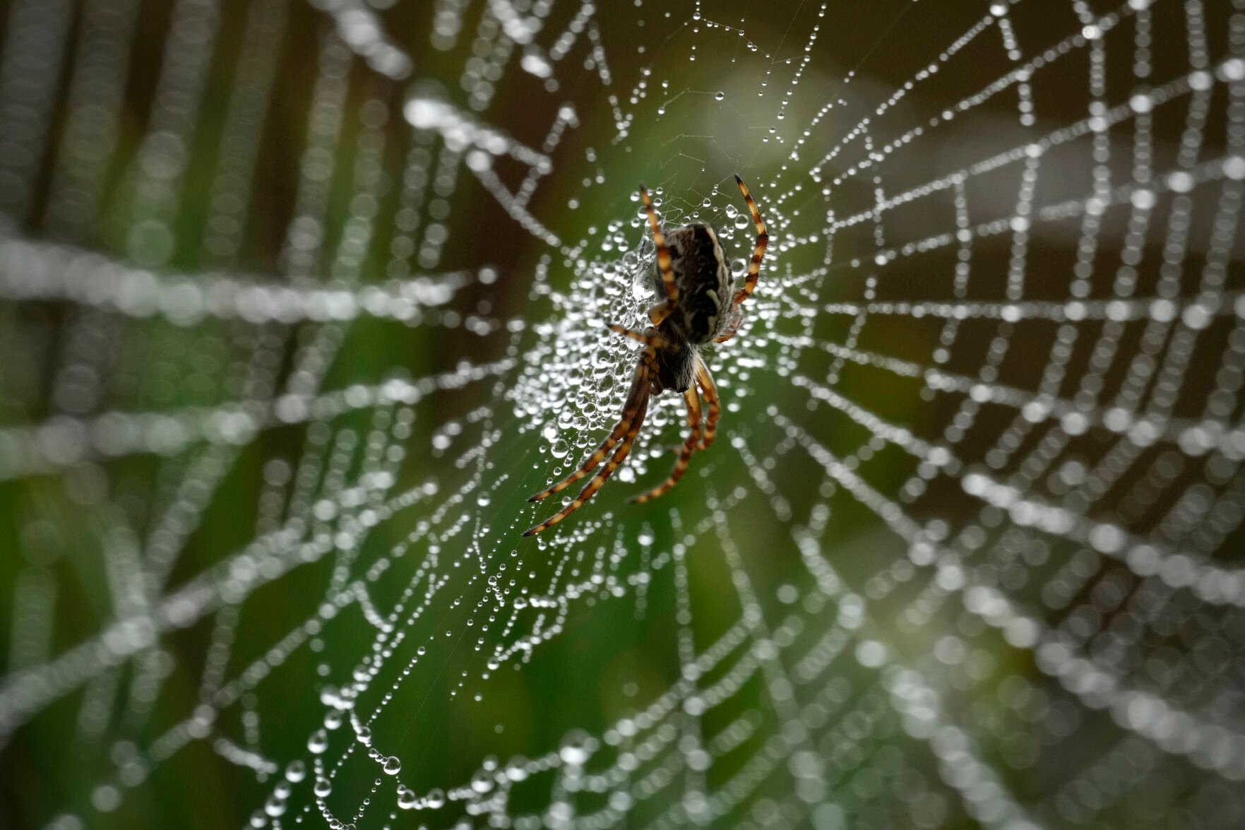 AP Photographers Capture Stunning Scenes Of Nature And Wildlife In 2024 ...