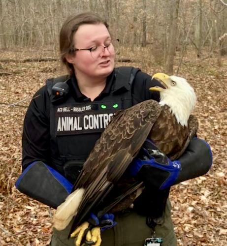 Eagle rescued in Calvert