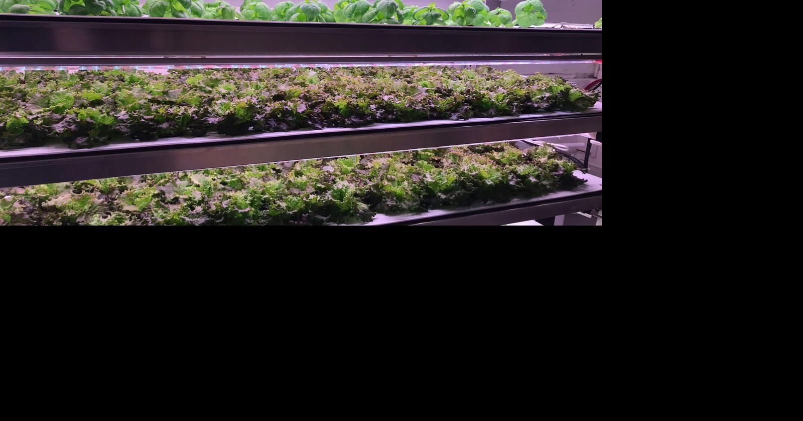 College offering new vertical growing course | College News | somdnews.com