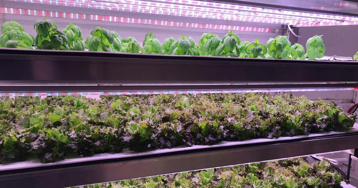Vertical Course College offering new vertical growing course | College News | somdnews.com