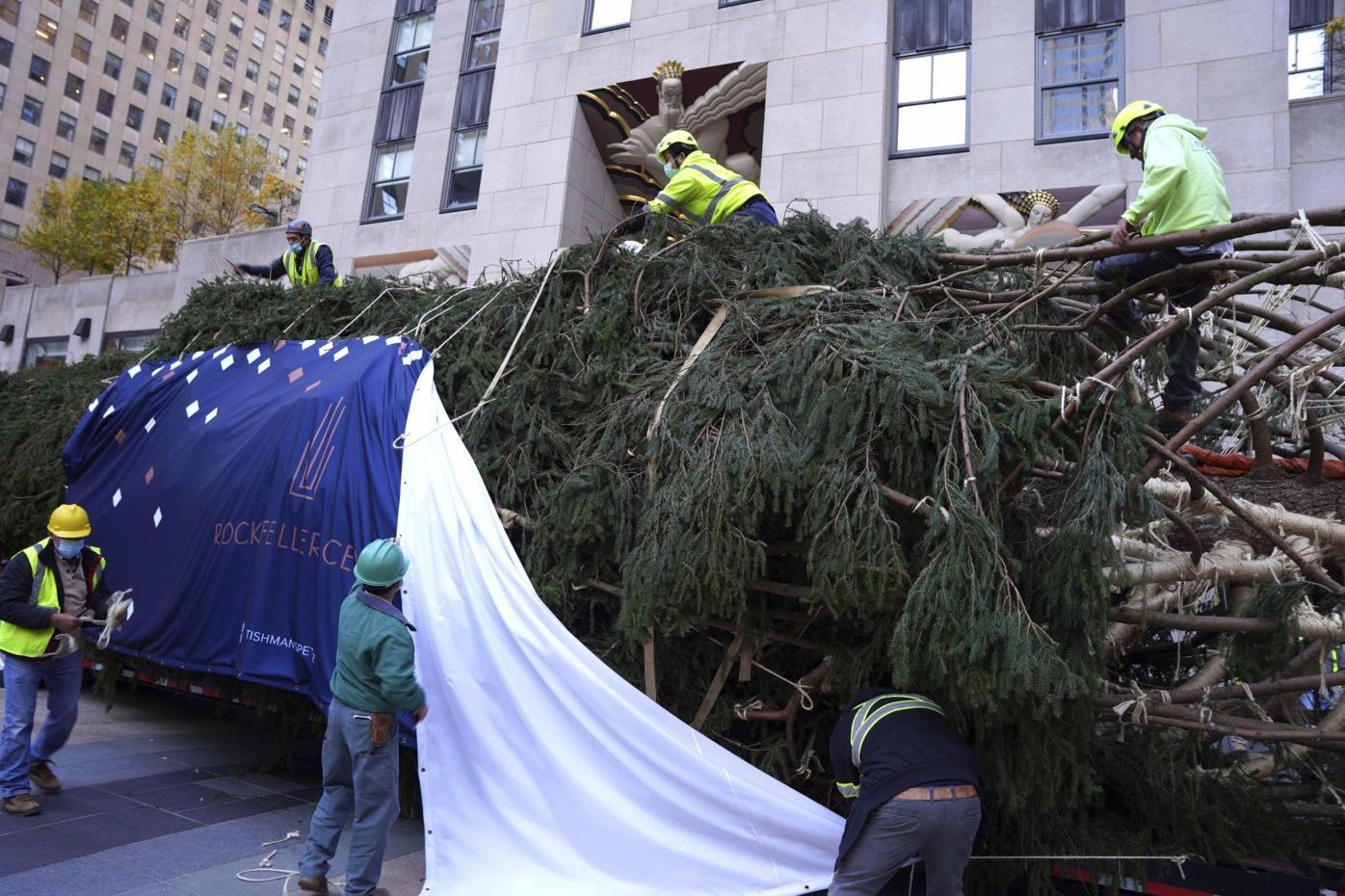 Home For The Holidays Rockefeller Tree Arrives In Nyc Arts And Entertainment Somdnews Com