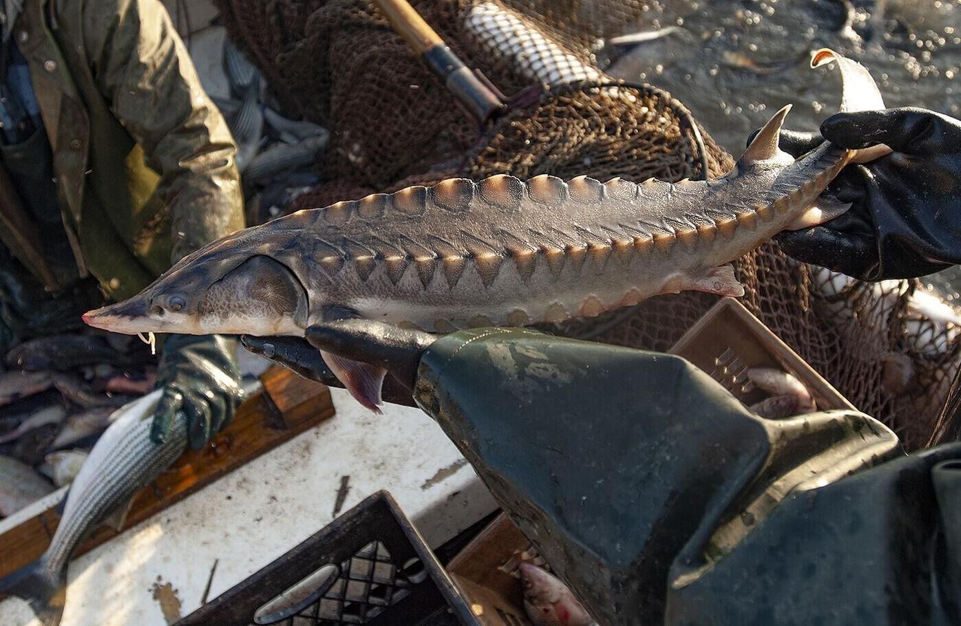 giant atlantic sturgeon