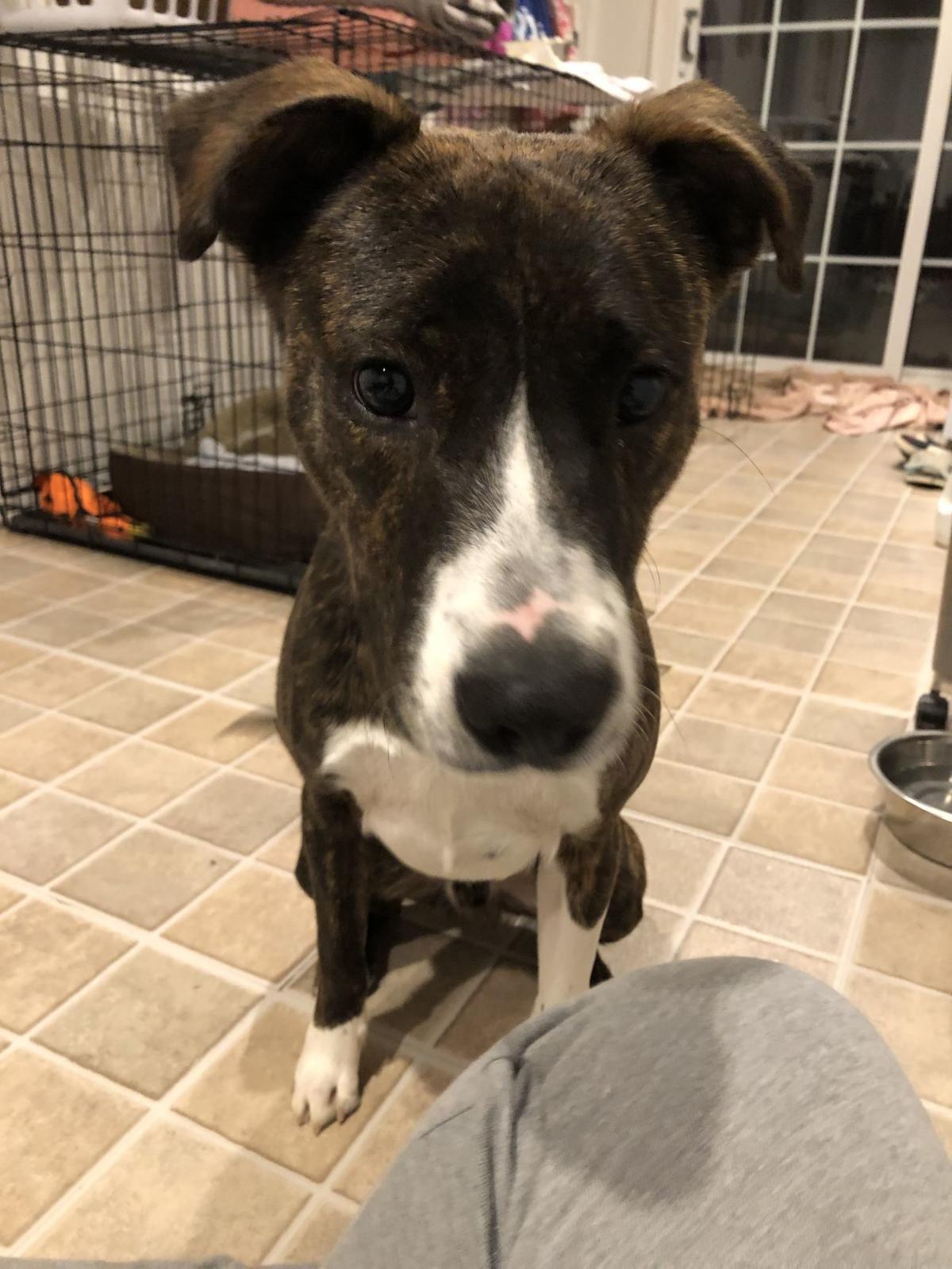 Pet lovers give Rocky the dog new leash on life Spotlight